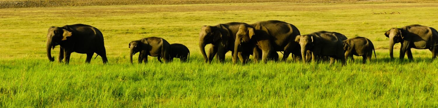 Corbett (1)